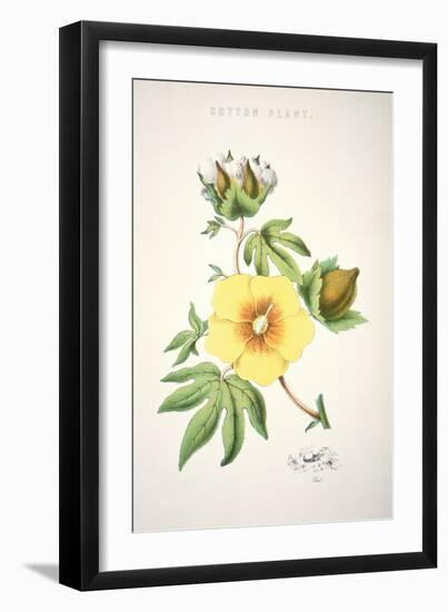 A Cotton Plant (Colour Litho)-American-Framed Giclee Print