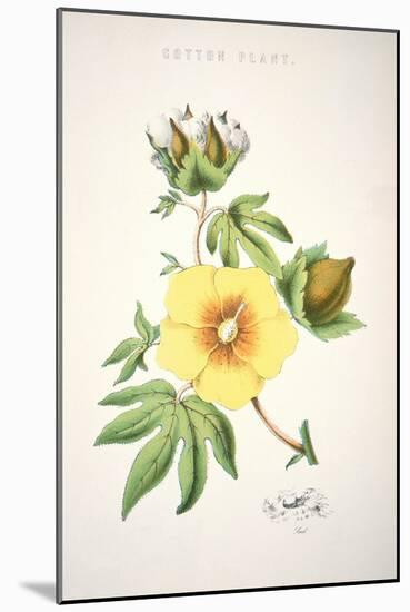 A Cotton Plant (Colour Litho)-American-Mounted Giclee Print