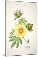 A Cotton Plant (Colour Litho)-American-Mounted Giclee Print