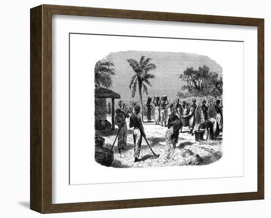 A Cotton Plantation, C1880-null-Framed Giclee Print