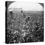 A Cotton Plantation, Rome, Georgia, USA, 1898-BL Singley-Stretched Canvas