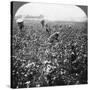 A Cotton Plantation, Rome, Georgia, USA, 1898-BL Singley-Stretched Canvas