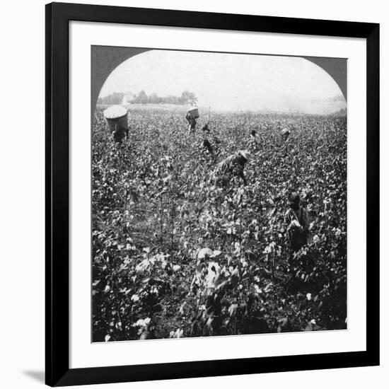 A Cotton Plantation, Rome, Georgia, USA, 1898-BL Singley-Framed Photographic Print