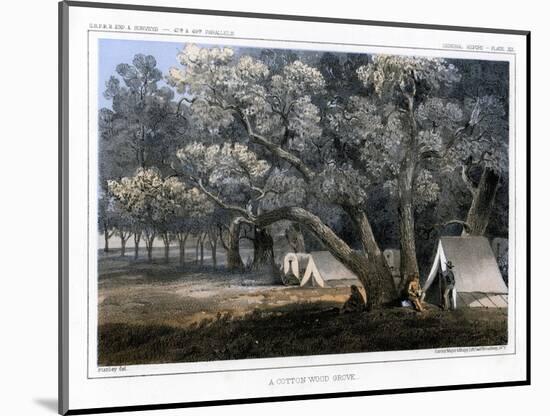 A Cotton Wood Grove, 1856-John Mix Stanley-Mounted Giclee Print