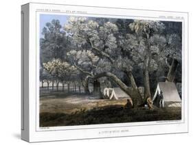 A Cotton Wood Grove, 1856-John Mix Stanley-Stretched Canvas