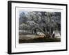 A Cotton Wood Grove, 1856-John Mix Stanley-Framed Giclee Print