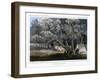 A Cotton Wood Grove, 1856-John Mix Stanley-Framed Giclee Print
