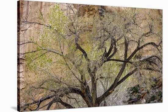 A cottonwood grows at the base of a sandstone cliff wall, Utah-Art Wolfe-Stretched Canvas