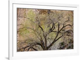 A cottonwood grows at the base of a sandstone cliff wall, Utah-Art Wolfe-Framed Photographic Print