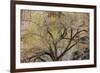 A cottonwood grows at the base of a sandstone cliff wall, Utah-Art Wolfe-Framed Photographic Print