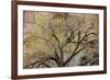 A cottonwood grows at the base of a sandstone cliff wall, Utah-Art Wolfe-Framed Photographic Print