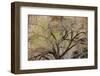 A cottonwood grows at the base of a sandstone cliff wall, Utah-Art Wolfe-Framed Photographic Print