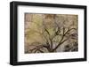 A cottonwood grows at the base of a sandstone cliff wall, Utah-Art Wolfe-Framed Photographic Print