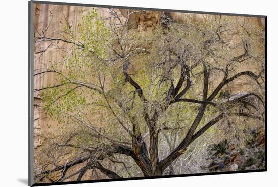 A cottonwood grows at the base of a sandstone cliff wall, Utah-Art Wolfe-Mounted Photographic Print