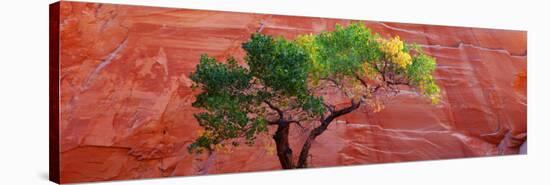 A Cottonwood Tree in Front of a Sandstone Wall, Escalante National Monument, Utah, USA-null-Stretched Canvas