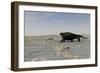 A Cotylorhynchus Along the Shores of a Prehistoric Environment-null-Framed Art Print