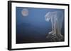 A Cougar Stands on a Cliff Ledge, Surveying the Mountains Surrounding It-Gordon Semmens-Framed Giclee Print