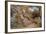 A Country Lane (W/C on Paper)-Arthur Claude Strachan-Framed Giclee Print