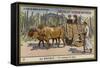 A Country Ox Cart, Mexico-null-Framed Stretched Canvas