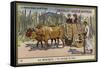 A Country Ox Cart, Mexico-null-Framed Stretched Canvas