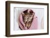 A Couple of Gray Kittens are Sleeping Together in a Cozy Blanket. A Loving Family of Kittens.-Siarhei SHUNTSIKAU-Framed Photographic Print