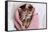 A Couple of Gray Kittens are Sleeping Together in a Cozy Blanket. A Loving Family of Kittens.-Siarhei SHUNTSIKAU-Framed Stretched Canvas
