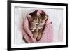 A Couple of Gray Kittens are Sleeping Together in a Cozy Blanket. A Loving Family of Kittens.-Siarhei SHUNTSIKAU-Framed Photographic Print