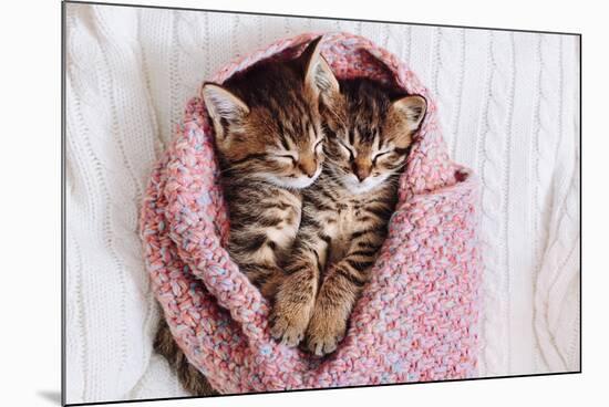 A Couple of Gray Kittens are Sleeping Together in a Cozy Blanket. A Loving Family of Kittens.-Siarhei SHUNTSIKAU-Mounted Photographic Print