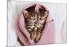 A Couple of Gray Kittens are Sleeping Together in a Cozy Blanket. A Loving Family of Kittens.-Siarhei SHUNTSIKAU-Mounted Photographic Print