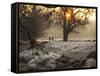 A Couple Walk in the Winter in Richmond Park-Alex Saberi-Framed Stretched Canvas