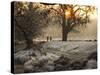 A Couple Walk in the Winter in Richmond Park-Alex Saberi-Stretched Canvas