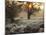A Couple Walk in the Winter in Richmond Park-Alex Saberi-Mounted Photographic Print