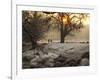 A Couple Walk in the Winter in Richmond Park-Alex Saberi-Framed Photographic Print