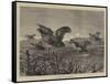 A Covey of Partridges-Harrison William Weir-Framed Stretched Canvas