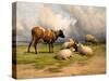 A Cow and Five Sheep, 1887-Thomas Sidney Cooper-Stretched Canvas