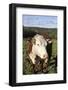 A Cow at Wheel-View Farm, Shelburne, Massachusetts, Usa-Susan Pease-Framed Photographic Print