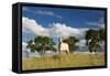 A Cow Grazes in on a Farm in Bonito at Sunset-Alex Saberi-Framed Stretched Canvas