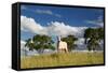 A Cow Grazes in on a Farm in Bonito at Sunset-Alex Saberi-Framed Stretched Canvas