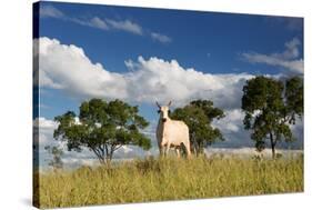 A Cow Grazes in on a Farm in Bonito at Sunset-Alex Saberi-Stretched Canvas