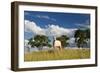 A Cow Grazes in on a Farm in Bonito at Sunset-Alex Saberi-Framed Premium Photographic Print