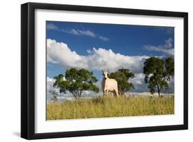 A Cow Grazes in on a Farm in Bonito at Sunset-Alex Saberi-Framed Premium Photographic Print
