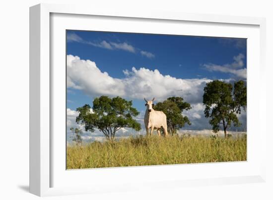 A Cow Grazes in on a Farm in Bonito at Sunset-Alex Saberi-Framed Premium Photographic Print