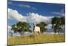 A Cow Grazes in on a Farm in Bonito at Sunset-Alex Saberi-Mounted Premium Photographic Print