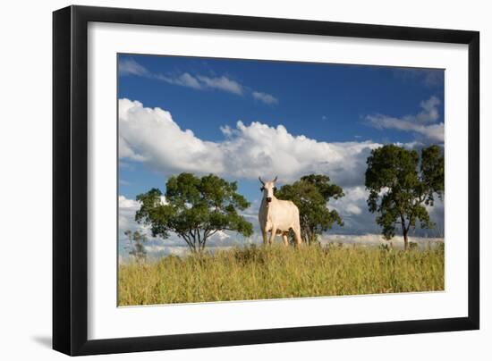 A Cow Grazes in on a Farm in Bonito at Sunset-Alex Saberi-Framed Photographic Print