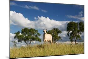 A Cow Grazes in on a Farm in Bonito at Sunset-Alex Saberi-Mounted Photographic Print