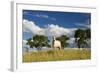 A Cow Grazes in on a Farm in Bonito at Sunset-Alex Saberi-Framed Photographic Print