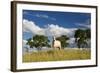 A Cow Grazes in on a Farm in Bonito at Sunset-Alex Saberi-Framed Photographic Print