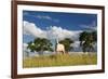 A Cow Grazes in on a Farm in Bonito at Sunset-Alex Saberi-Framed Photographic Print