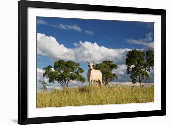 A Cow Grazes in on a Farm in Bonito at Sunset-Alex Saberi-Framed Photographic Print