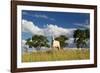 A Cow Grazes in on a Farm in Bonito at Sunset-Alex Saberi-Framed Photographic Print